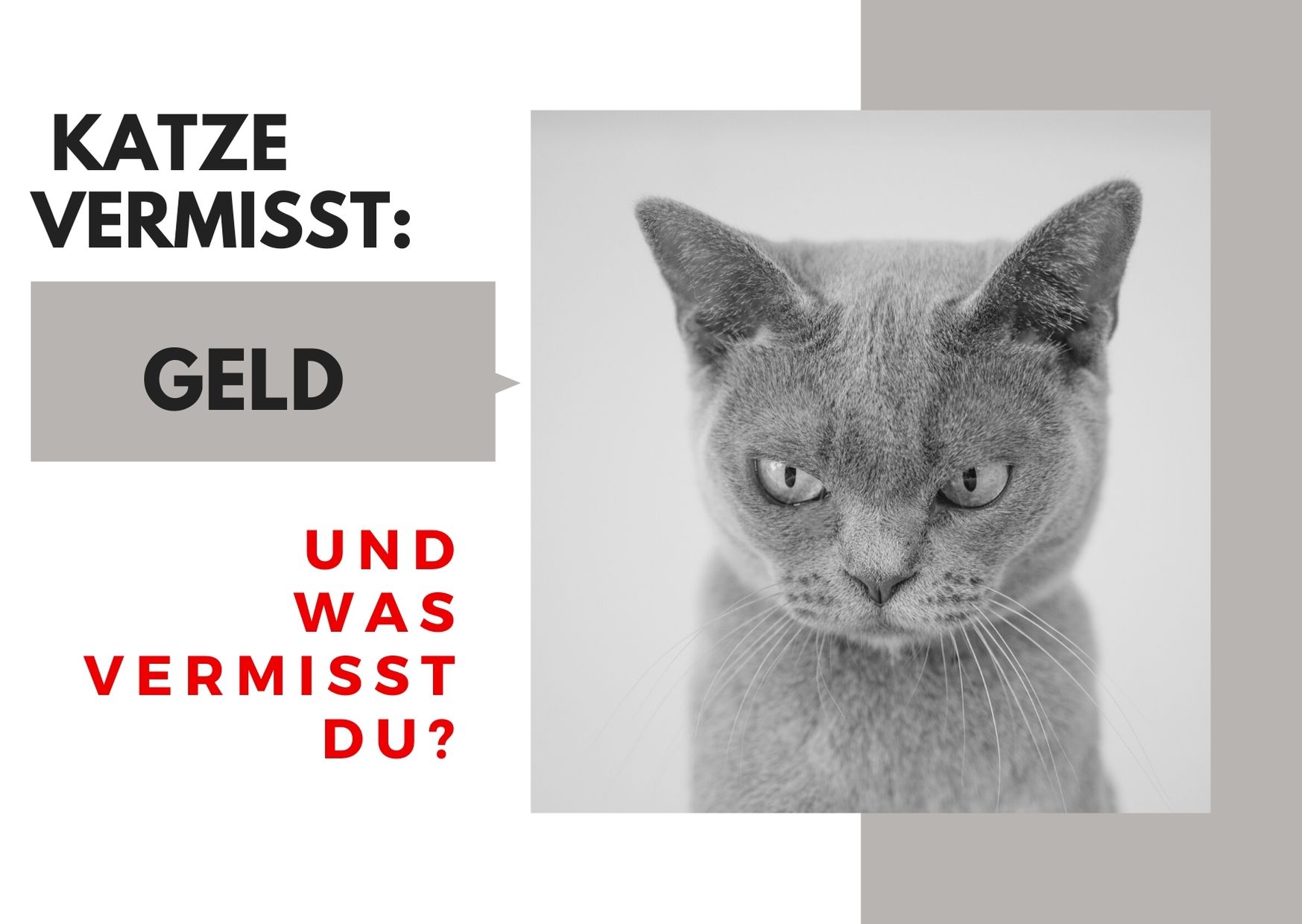 Katze vermisst: Geld